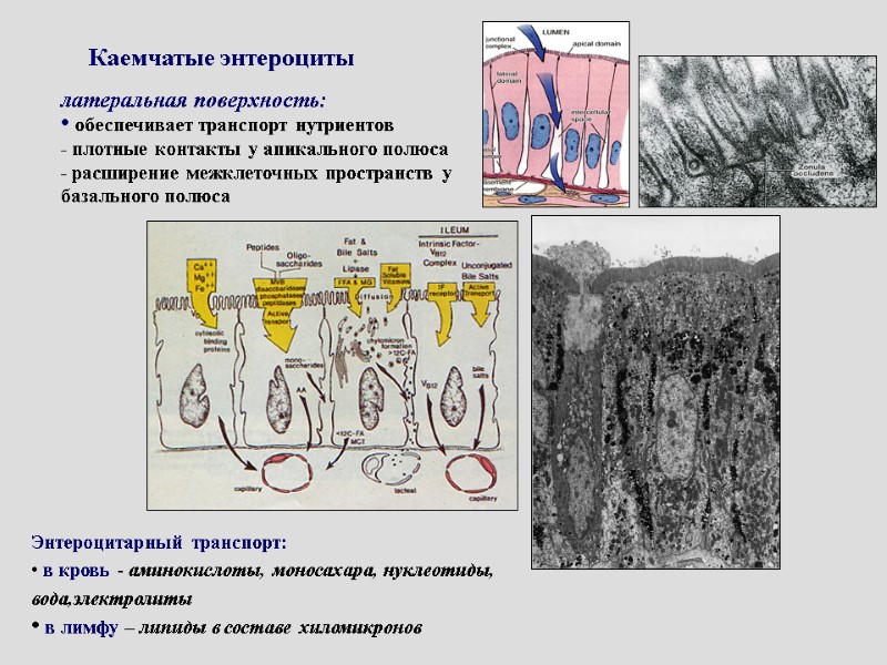 Каемчатые энтероциты латеральная поверхность:  обеспечивает транспорт нутриентов - плотные контакты у апикального полюса